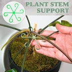 ⏰Buy 1 Get 1 Free Today💐Plant Stem Support