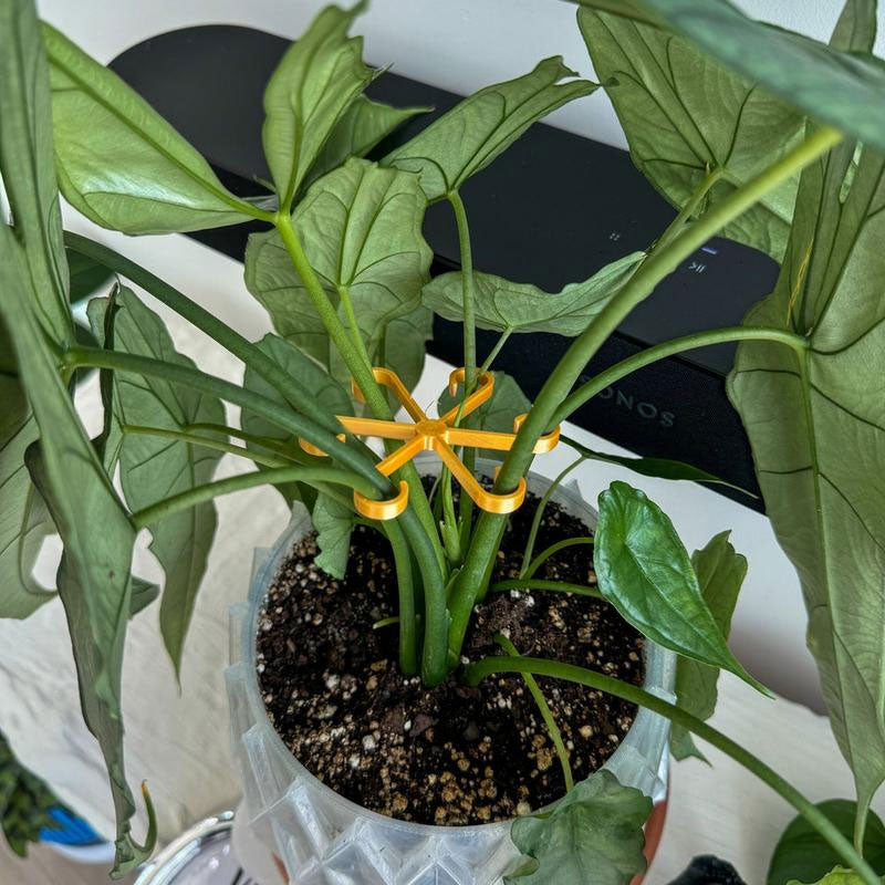 ⏰Buy 1 Get 1 Free Today💐Plant Stem Support