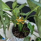 ⏰Buy 1 Get 1 Free Today💐Plant Stem Support
