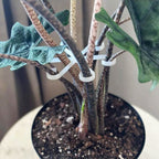 ⏰Buy 1 Get 1 Free Today💐Plant Stem Support