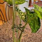 ⏰Buy 1 Get 1 Free Today💐Plant Stem Support