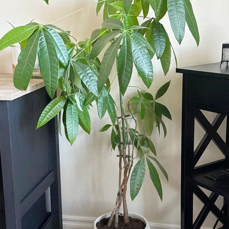 ⏰Buy 1 Get 1 Free Today💐Plant Stem Support