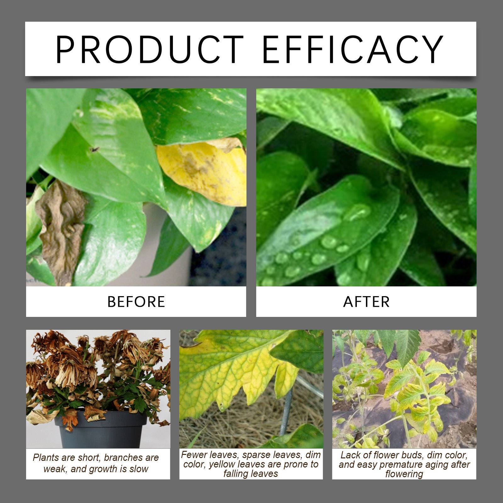 🌱 Universal Plant Root Activator & Soil Conditioner 💪